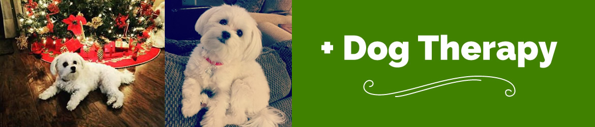 + Dog Therapy